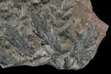 Pennsylvanian Fossil Fern (Lyginopteris) - Alabama #112726-3